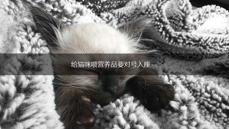 给猫咪喂营养品要对号入座,第1张 给猫咪喂营养品要对号入座,第1张