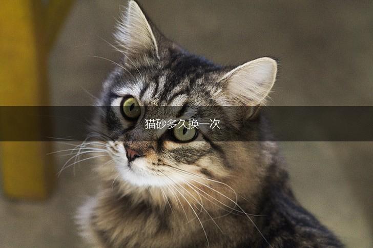 猫砂多久换一次,第1张