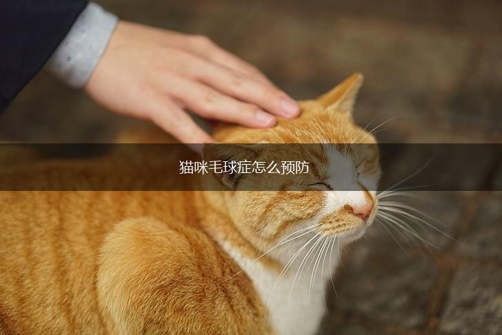 猫咪毛球症怎么预防,第1张