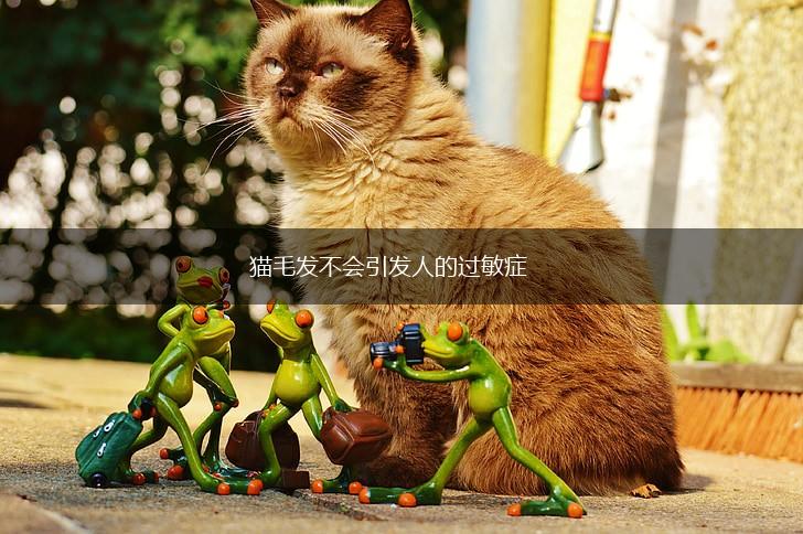 猫毛发不会引发人的过敏症,第1张 猫毛发不会引发人的过敏症,第1张