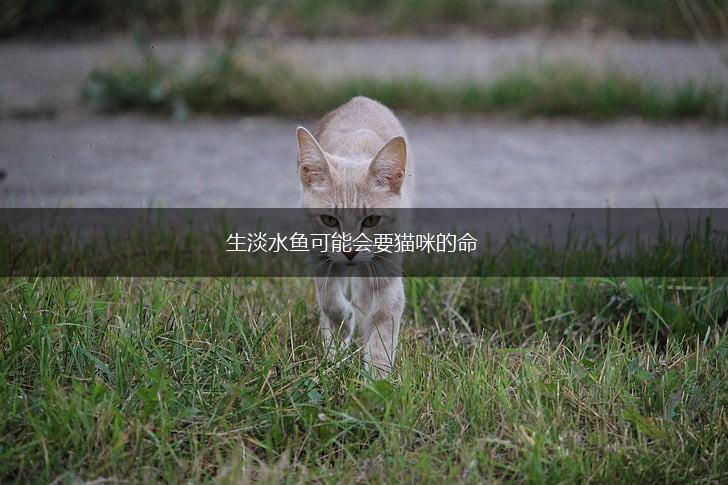生淡水鱼可能会要猫咪的命,第1张