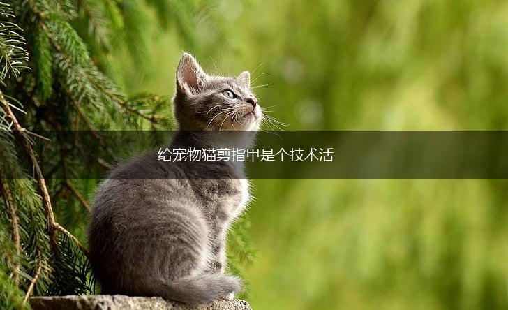 给宠物猫剪指甲是个技术活,第1张 给宠物猫剪指甲是个技术活,第1张