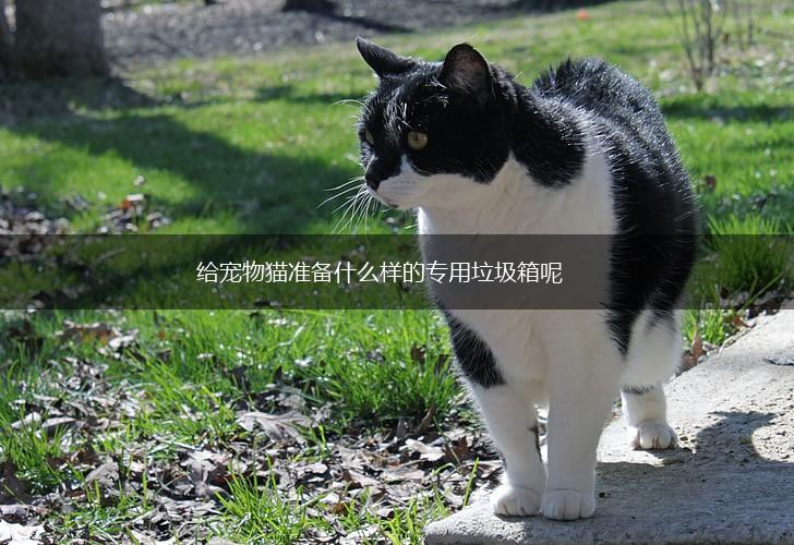 给宠物猫准备什么样的专用垃圾箱呢,第1张 给宠物猫准备什么样的专用垃圾箱呢,第1张