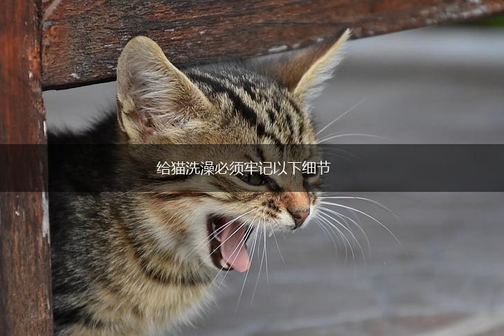 给猫洗澡必须牢记以下细节,第1张 给猫洗澡必须牢记以下细节,第1张