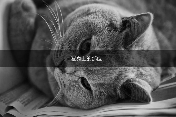 猫身上的部位,第1张