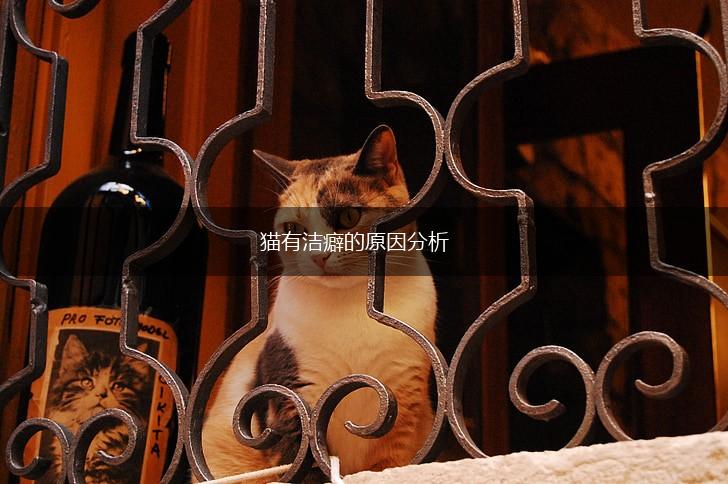 猫有洁癖的原因分析,第1张 猫有洁癖的原因分析,第1张