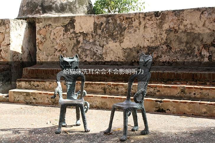 给猫咪洗耳朵会不会影响听力,第1张 给猫咪洗耳朵会不会影响听力,第1张