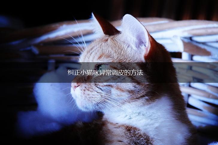 纠正小猫咪异常调皮的方法,第1张