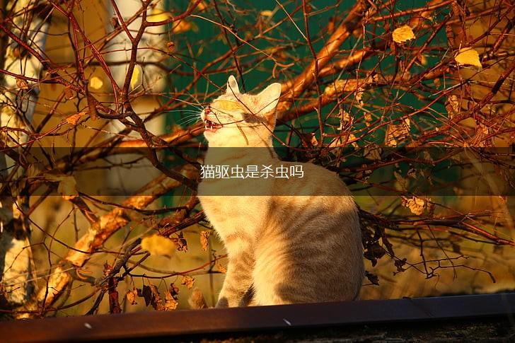 猫驱虫是杀虫吗,第1张