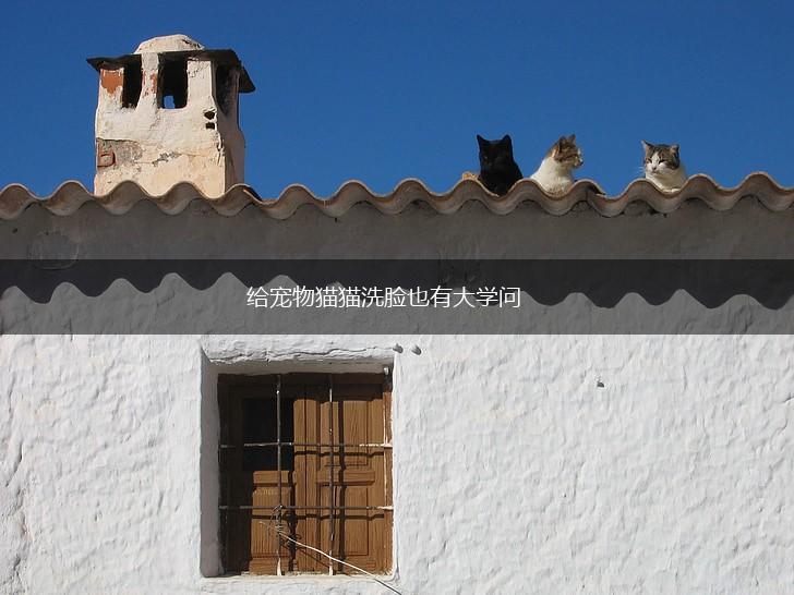 给宠物猫猫洗脸也有大学问,第1张 给宠物猫猫洗脸也有大学问,第1张