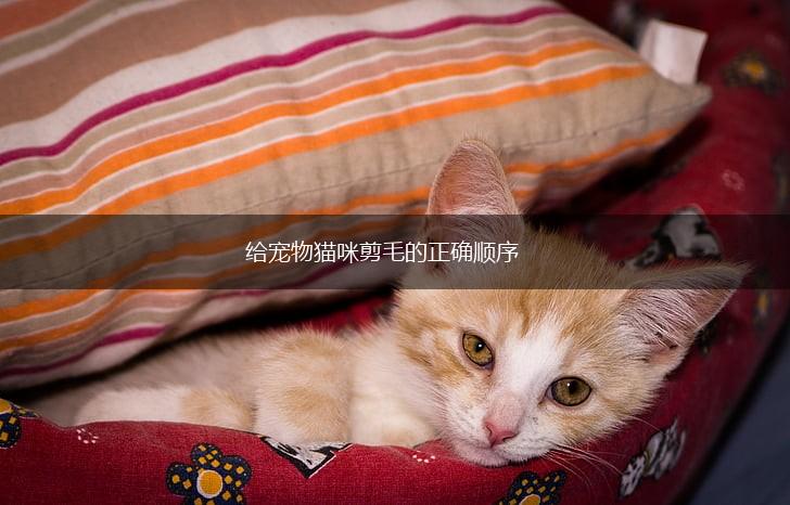 给宠物猫咪剪毛的正确顺序,第1张 给宠物猫咪剪毛的正确顺序,第1张