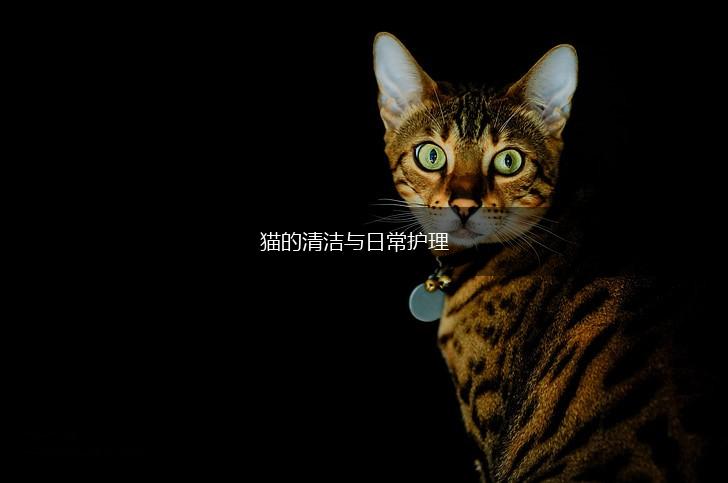 猫的清洁与日常护理,第1张 猫的清洁与日常护理,第1张
