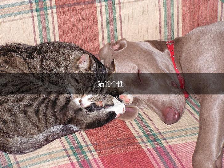 猫的个性,第1张