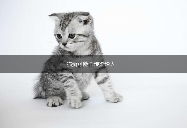 猫癣可能会传染给人,第1张 猫癣可能会传染给人,第1张
