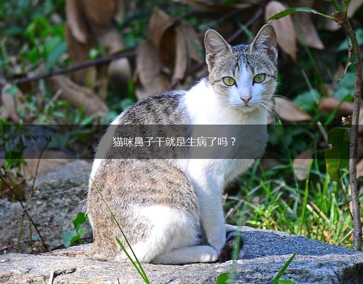 猫咪鼻子干就是生病了吗?,第1张 猫咪鼻子干就是生病了吗?,第1张