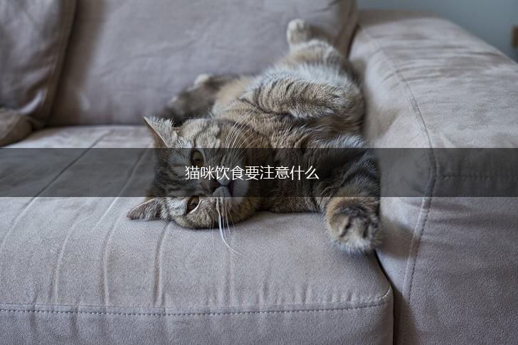 猫咪饮食要注意什么,第1张 猫咪饮食要注意什么,第1张