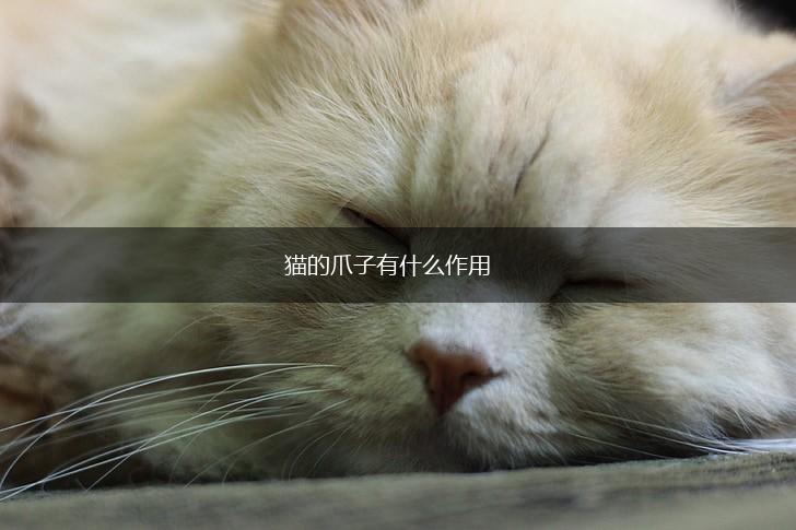 猫的爪子有什么作用,第1张 猫的爪子有什么作用,第1张