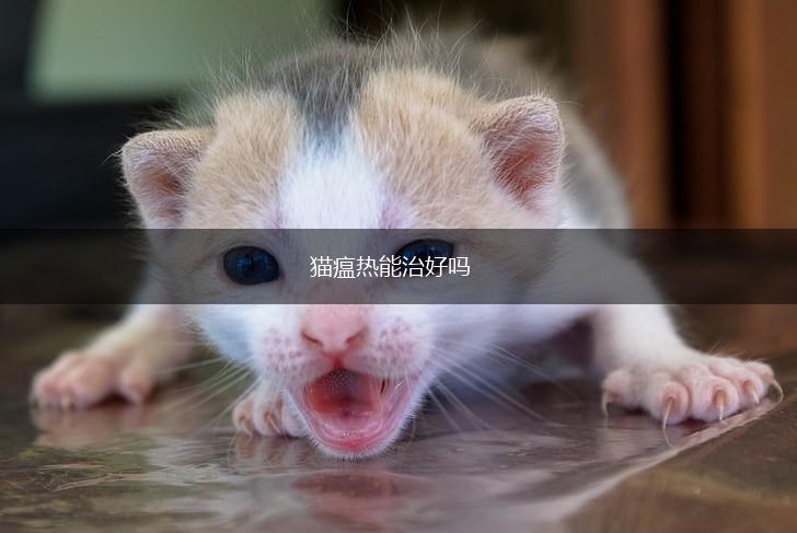 猫瘟热能治好吗,第1张 猫瘟热能治好吗,第1张
