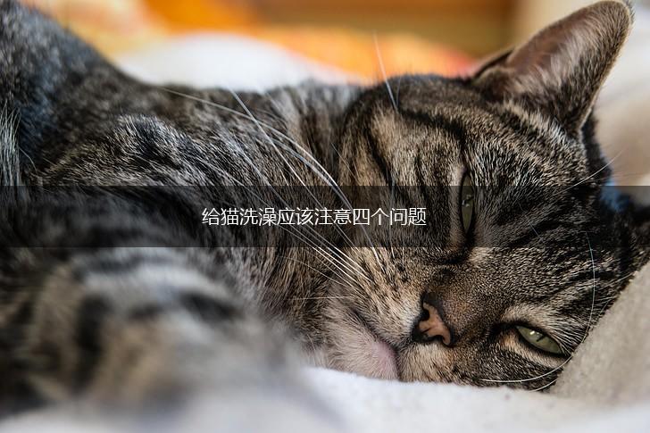 给猫洗澡应该注意四个问题,第1张 给猫洗澡应该注意四个问题,第1张