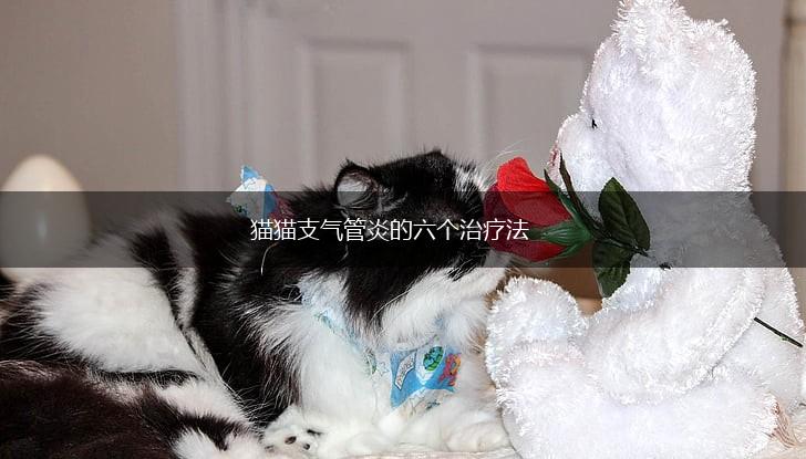 猫猫支气管炎的六个治疗法,第1张 猫猫支气管炎的六个治疗法,第1张