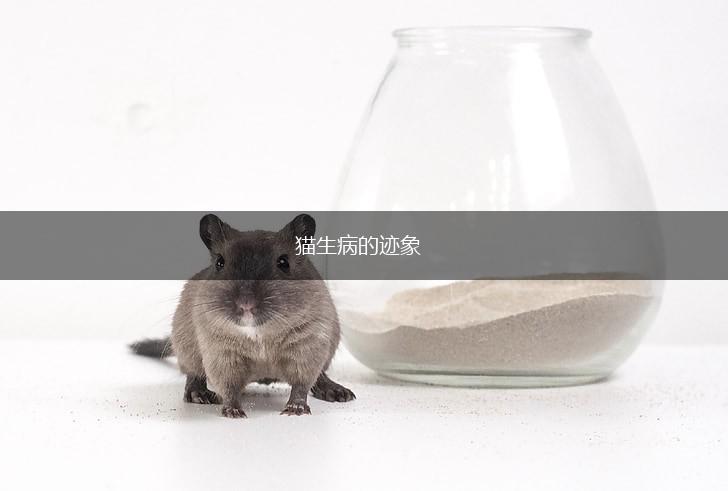 猫生病的迹象,第1张 猫生病的迹象,第1张