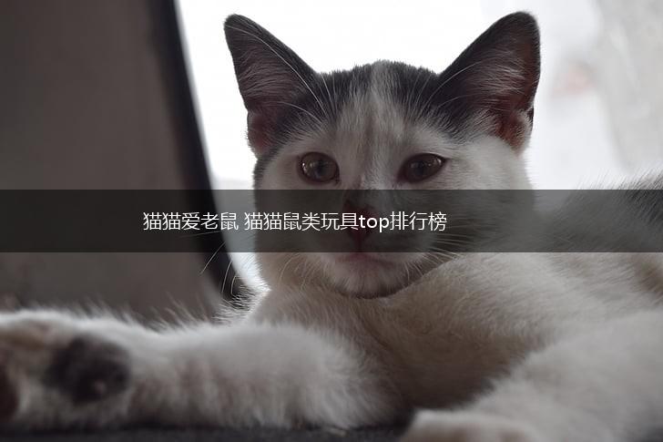 猫猫爱老鼠 猫猫鼠类玩具top排行榜,第1张 猫猫爱老鼠 猫猫鼠类玩具top排行榜,第1张