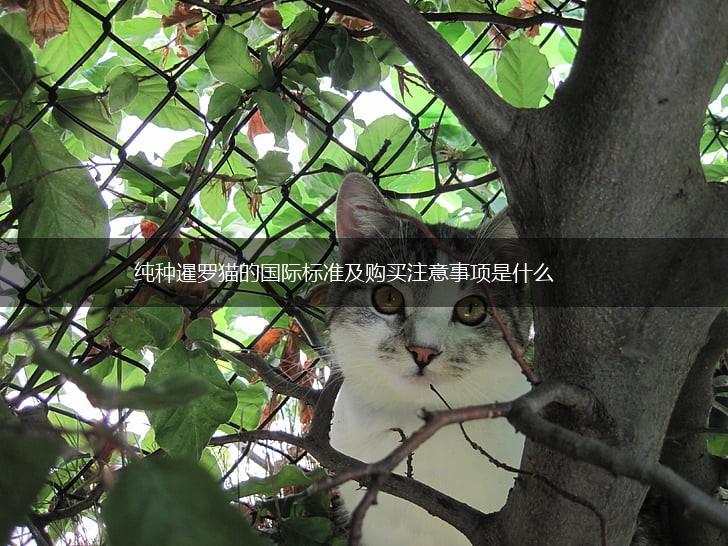 纯种暹罗猫的国际标准及购买注意事项是什么,第1张