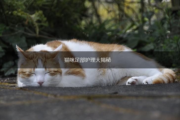 猫咪足部护理大揭秘,第1张