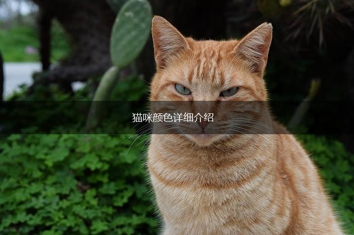 猫咪颜色详细介绍,第1张 猫咪颜色详细介绍,第1张