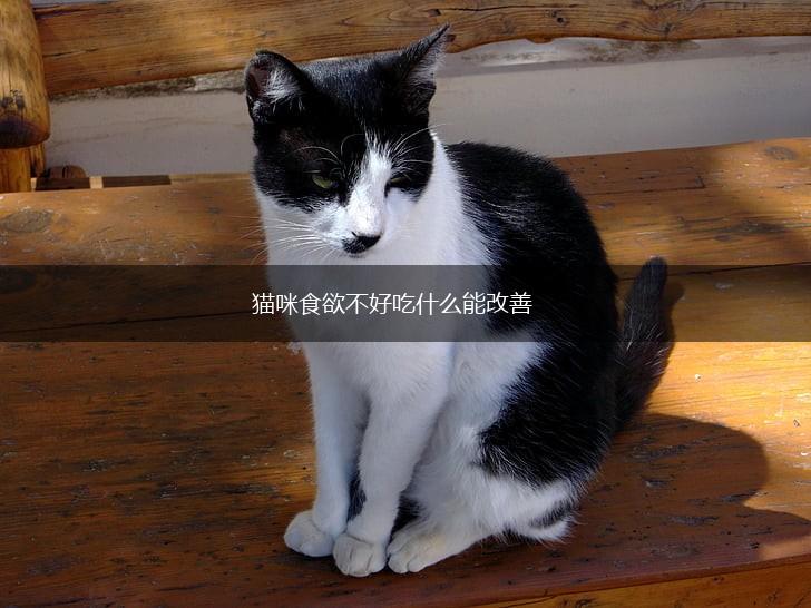 猫咪食欲不好吃什么能改善,第1张 猫咪食欲不好吃什么能改善,第1张
