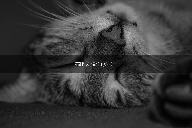 猫的寿命有多长,第1张 猫的寿命有多长,第1张