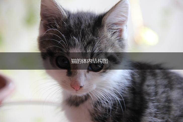 猫的体内结构图,第1张 猫的体内结构图,第1张