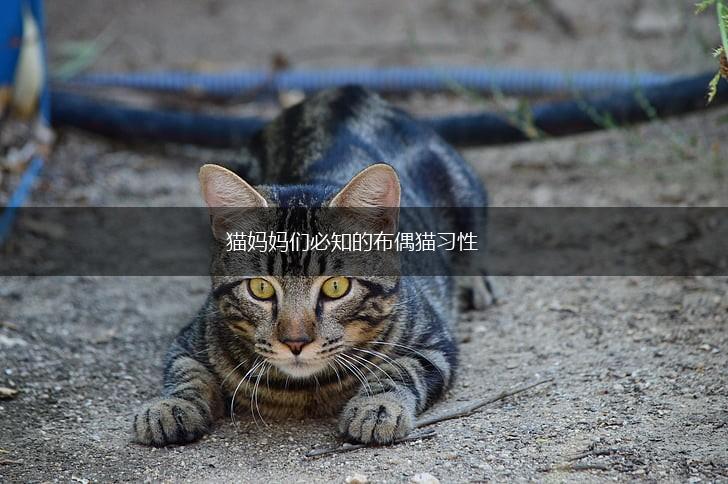 猫妈妈们必知的布偶猫习性,第1张