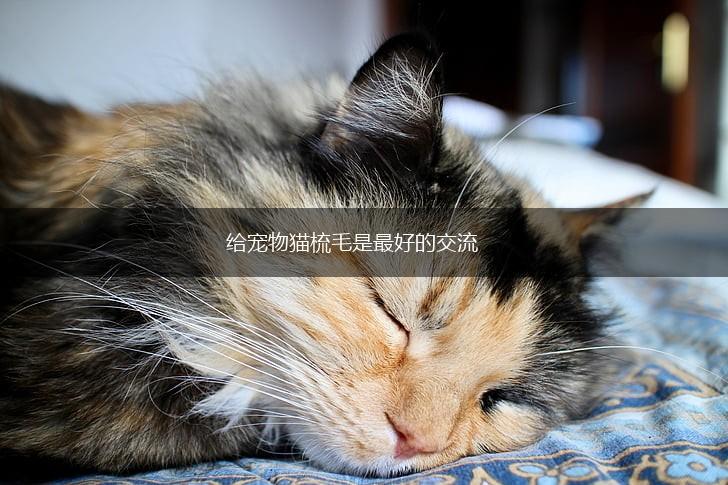 给宠物猫梳毛是最好的交流,第1张