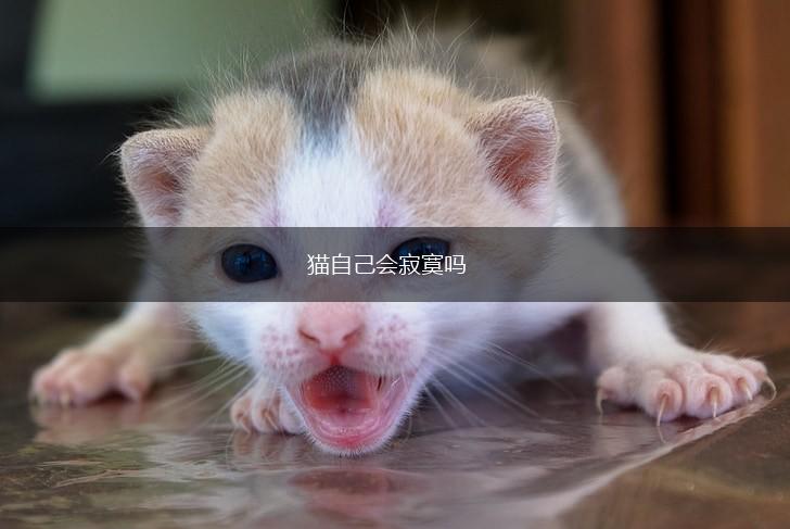猫自己会寂寞吗,第1张 猫自己会寂寞吗,第1张