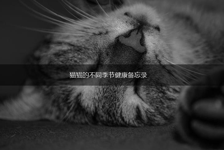 猫猫的不同季节健康备忘录,第1张 猫猫的不同季节健康备忘录,第1张