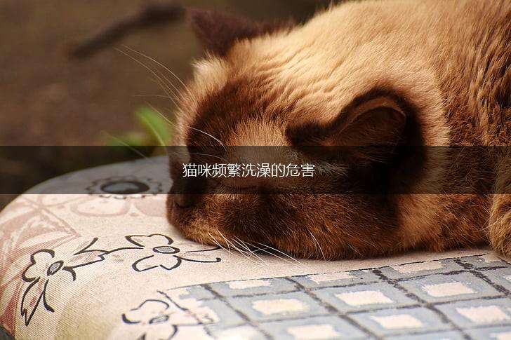 猫咪频繁洗澡的危害,第1张 猫咪频繁洗澡的危害,第1张