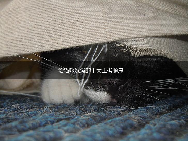 给猫咪洗澡的十大正确顺序,第1张