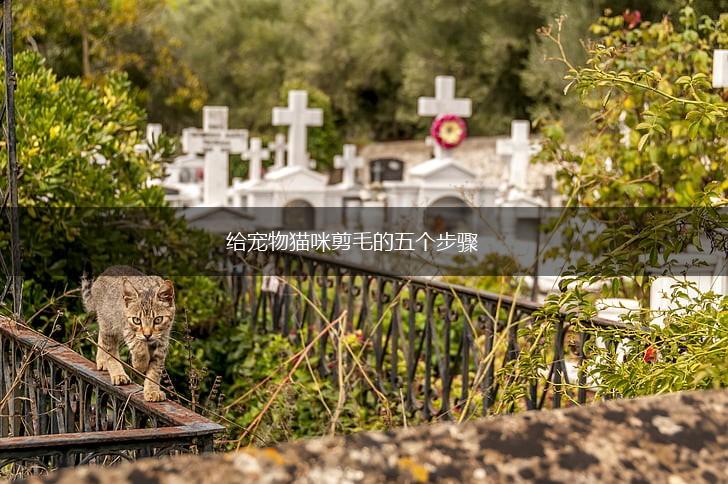 给宠物猫咪剪毛的五个步骤,第1张