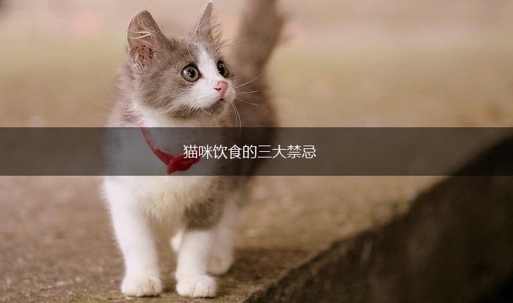 猫咪饮食的三大禁忌,第1张 猫咪饮食的三大禁忌,第1张