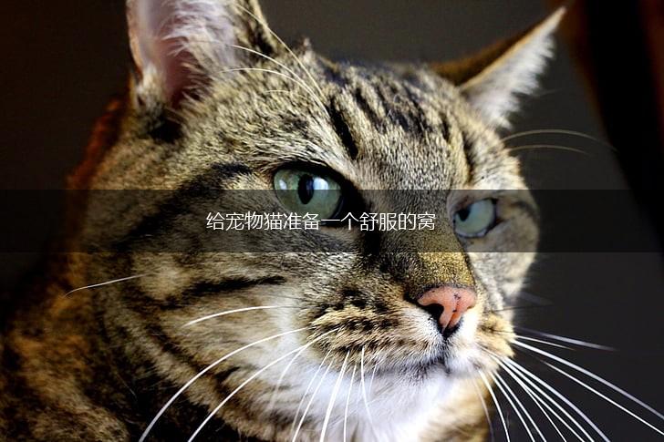 给宠物猫准备一个舒服的窝,第1张 给宠物猫准备一个舒服的窝,第1张