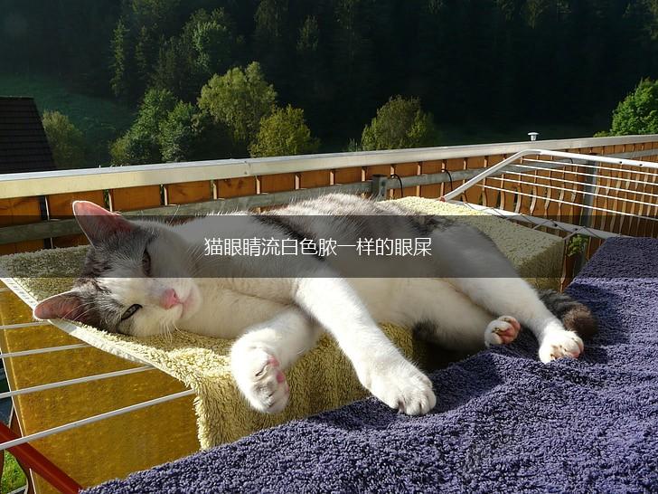 猫眼睛流白色脓一样的眼屎,第1张