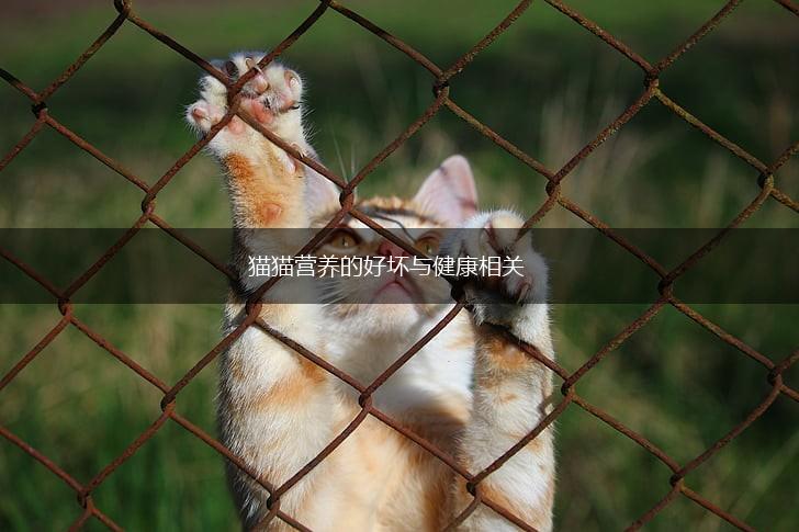 猫猫营养的好坏与健康相关,第1张 猫猫营养的好坏与健康相关,第1张