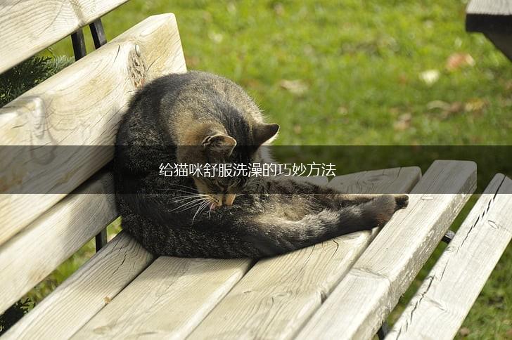 给猫咪舒服洗澡的巧妙方法,第1张 给猫咪舒服洗澡的巧妙方法,第1张