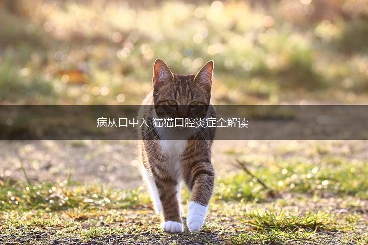 病从口中入 猫猫口腔炎症全解读,第1张