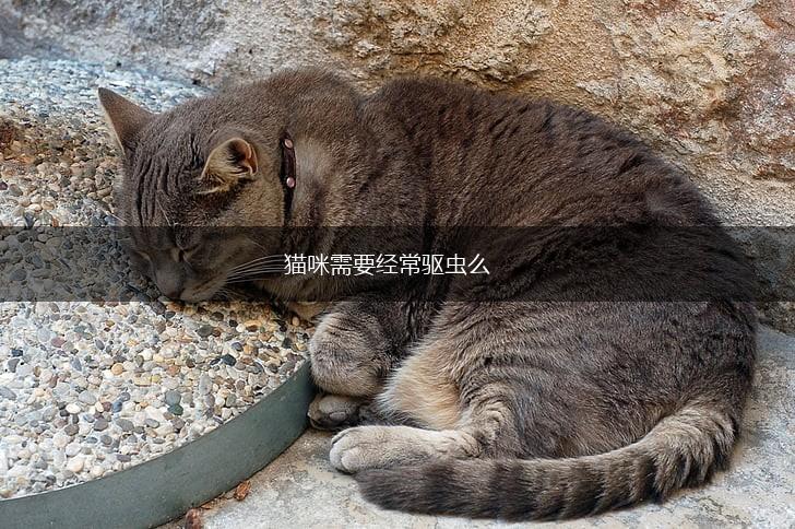 猫咪需要经常驱虫么,第1张 猫咪需要经常驱虫么,第1张