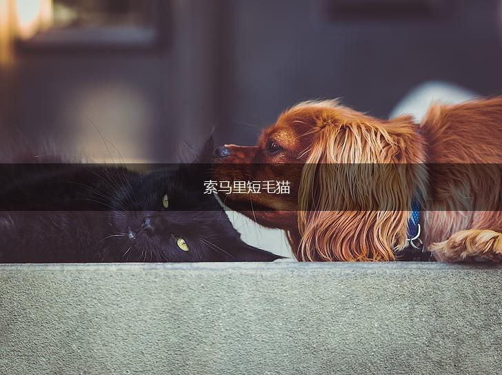 索马里短毛猫,第1张 索马里短毛猫,第1张