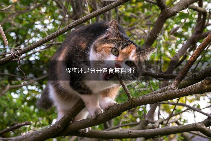 猫狗还是分开各食其料才行,第1张 猫狗还是分开各食其料才行,第1张