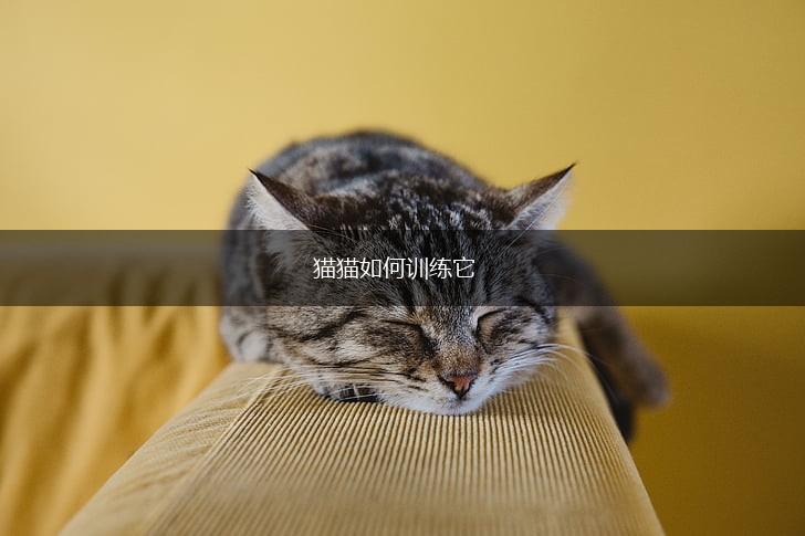 猫猫如何训练它,第1张 猫猫如何训练它,第1张