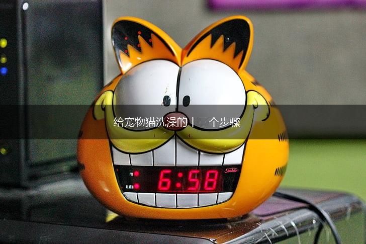 给宠物猫洗澡的十三个步骤,第1张